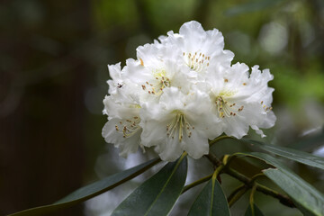 白いシャクナゲ