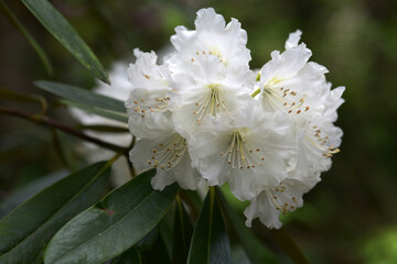 白いシャクナゲ