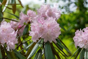 木漏れ日を浴びて輝く満開の淡いピンクのシャクナゲ