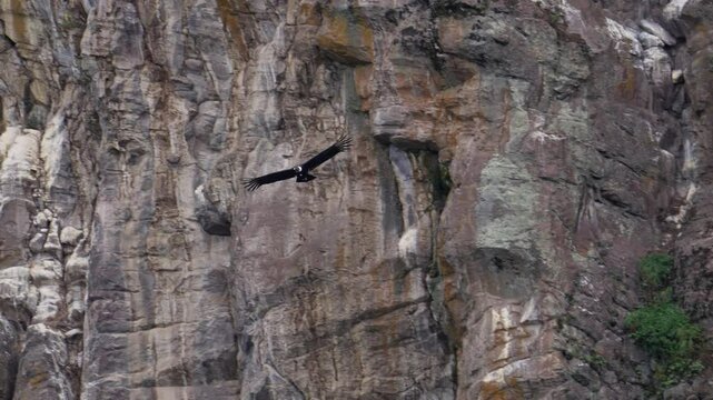 Andean condor flying, tracking shot