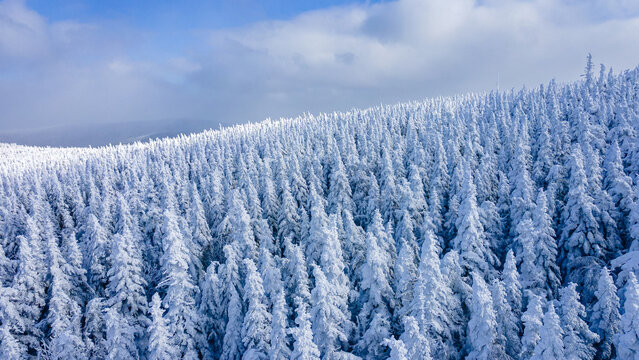 Aerial view of the snow-covered boreal forest on a cold winter day - Powered by Adobe