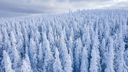 Aerial view of the boreal forest covered in snow forming snow ghosts
