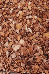 A flat lay shot of autumn leaves on the ground
