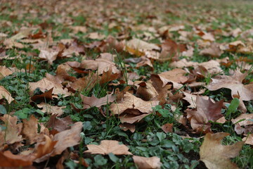 Raw (unedited) photo of details from the public park in Belgrade, Serbia - Topciderski park, during a gloomy autumn morning.
