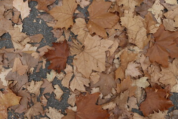 Raw (unedited) photo of details from the public park in Belgrade, Serbia - Topciderski park, during a gloomy autumn morning.