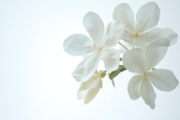 White Flower Blossom on Bright Background