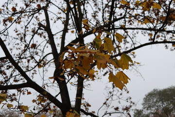 Raw (unedited) photo of details from the public park in Belgrade, Serbia - Topciderski park, during a gloomy autumn morning.