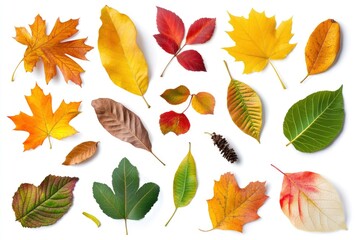 Various Fall Leaves on White Background