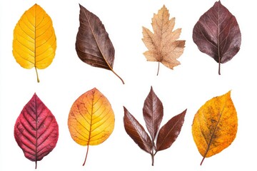Fototapeta premium Various Colorful Autumn Leaves Isolated