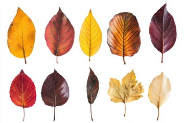 Colorful Autumn Leaves