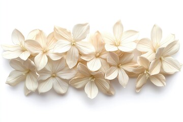 Fototapeta premium White Hydrangea Flowers Arrangement