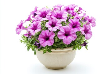 Fototapeta premium Purple Petunia in Pot