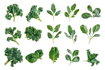 Assorted Green Leafy Vegetables on White Background
