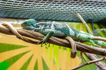 A vibrant green chameleon rests on a wooden branch inside a naturalistic habitat display within a...