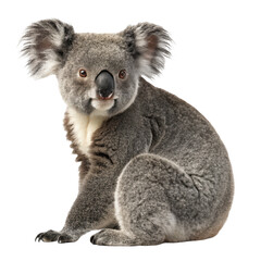 Koala png Australian koala png sleepy bear png wildlife animal png eucalyptus leaf png transparent background image