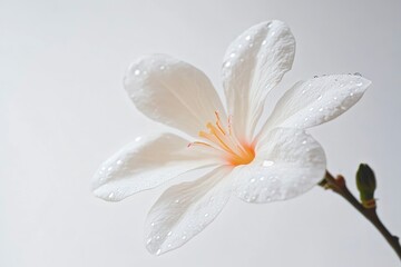 Fototapeta premium White Flower with Water Droplets on Petals
