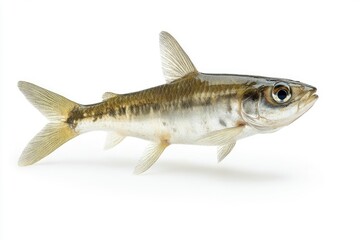 Naklejka premium Isolated Fish on White Background