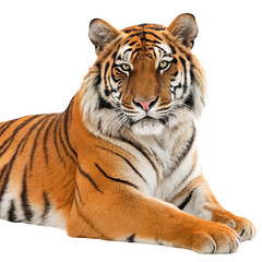 Fototapeta premium Majestic tiger lying down and gazing at the camera png tiger portrait png big cat png wildlife close up png feline beauty png transparent background image