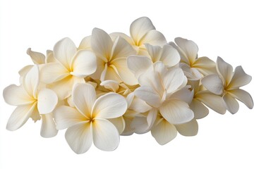Fototapeta premium White Plumeria Flowers
