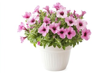 Pink Petunia Flower in White Pot