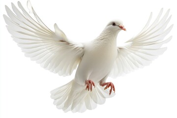White Dove in Flight