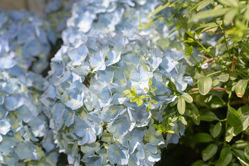 periwinkle blue hydrangea flowers and green foliage stem
