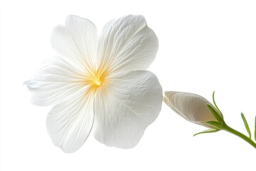 Obraz premium White Flower and Bud on White Background