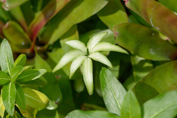 close-up of botanical foliage (Pteris cretica)