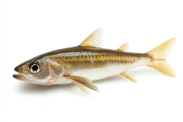 Fototapeta premium Freshwater Fish