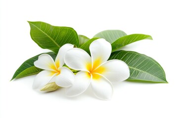 Naklejka premium White Frangipani Flower and Leaves