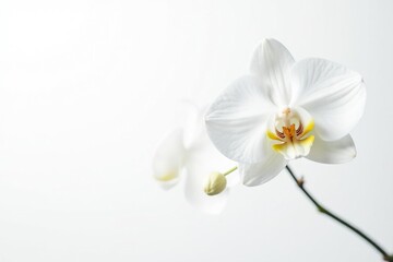 Delicate white orchid blossom on pure white background, summer, clean