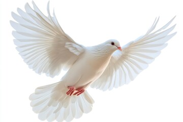 Obraz premium White Dove Flying in the Sky