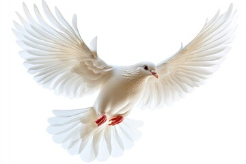 Fototapeta premium White Dove in Flight with Open Wings