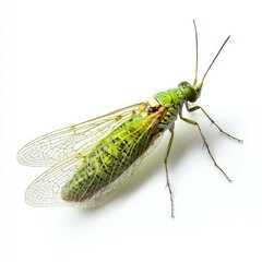 Green Insect Close-up: Detailed Macro Photography of a Unique Creature