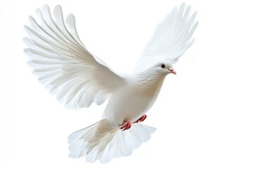 Obraz premium White Dove Flying on White Background