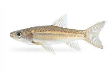 Isolated Fish on White Background