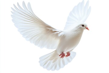 Obraz premium White Dove Flying Against White Background