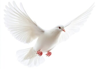 Obraz premium White Dove in Flight on a White Background