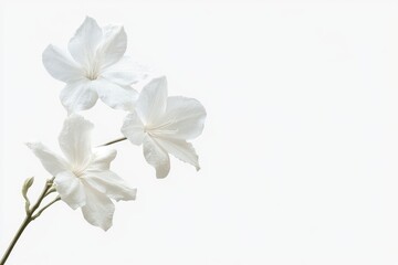 Obraz premium White Flower Blossom on White Background