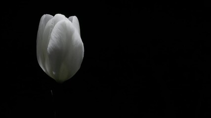 Tokyo, Japan - April 20, 2025:  Closeup of colorful illumiated tulip flowers in a garden