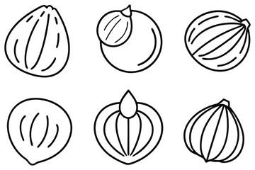 Nutty Hazel Vector Illustration Elements