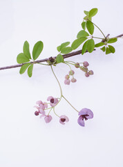 　アケビの花　白バック
