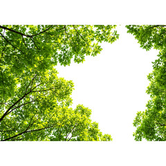 Tree canopy viewed from below with bright green leaves and branches forming a natural frame around white sky, symbolizing nature and serenity.

