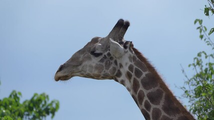 Chobe National Park, Botswana - April 11, 2025: Reticulated giraffes in Chobe National Park
