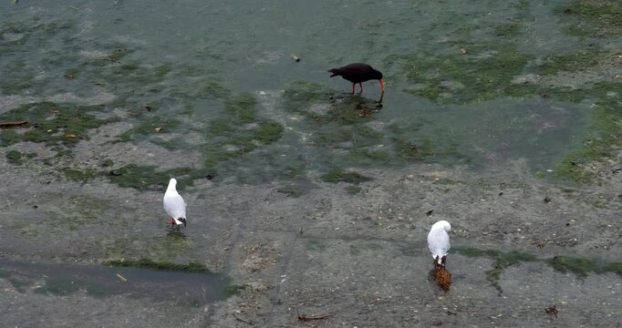 Two Seagulls and an Oyster catcher on the Shore in slowmotion | Coastal Bird Trio in Natural Habitat