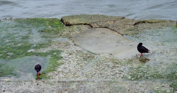 Two Oystercatchers on Old Concrete Surface in slowmotion | Coastal Birds in Urban Habitat