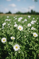 Summer Field of White Daisies Blooming in Sunlight