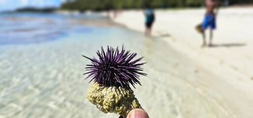 Sea urchin