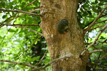 A giant land snail (Acavus phoenix) is clinging to the trunk of a Bengal quince tree