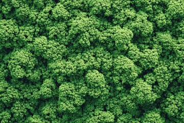 Fototapeta premium Close-up view of densely packed, vibrant green foliage.